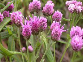 東北風毛菊 東北風毛菊