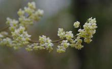 山蒼子[樟目樟科植物]