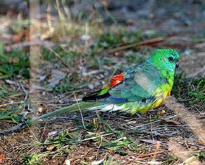 紅腰鸚鵡普通亞種