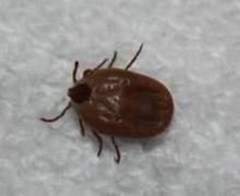 兔耳具帶蟲 兔耳具帶蟲