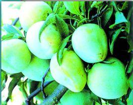 浦江桃形李 浦江桃形李