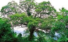 朱家山原始森林