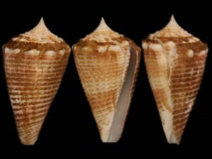 薩眯芋螺 薩眯芋螺