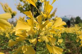 金葉銀杏 金葉銀杏