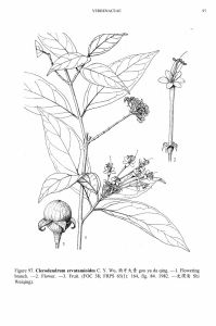 狗牙大青 狗牙大青