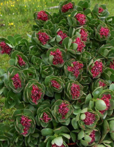 寬瓣紅景天 寬瓣紅景天