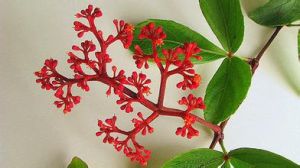 帘子藤屬 帘子藤屬