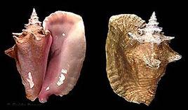 女皇鳳凰螺 女皇鳳凰螺