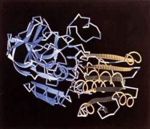 反丁烯二酸酶 反丁烯二酸酶