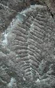 前寒武紀地質學