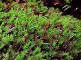 擬長蒴絲瓜蘚 擬長蒴絲瓜蘚