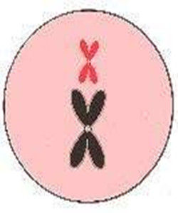 孤雌兩核融合 孤雌兩核融合