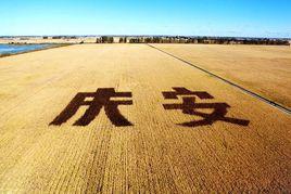 慶安大米 慶安大米