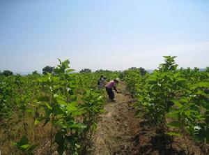 龍門鎮[海南省]