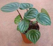 西瓜皮椒草冷害