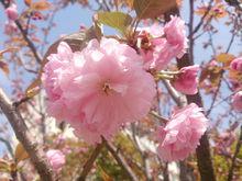 鹽漬櫻花製作方法