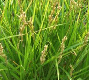 尖葉苔草 尖葉苔草