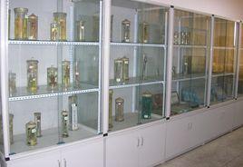 生物標本 生物標本