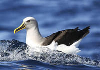 紐西蘭信天翁 紐西蘭信天翁