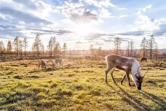 媲美白哈巴、不輸額濟納,它才是最美麗的北國之秋!