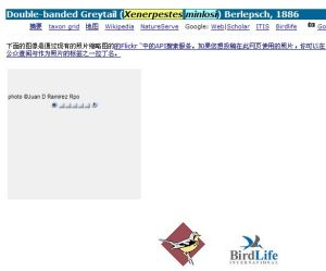 Double-banded Greytail (Xenerpestes minlosi) Berlepsch, 1886