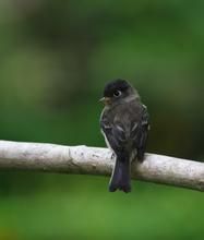 眼環扁嘴霸鶲 眼環扁嘴霸鶲