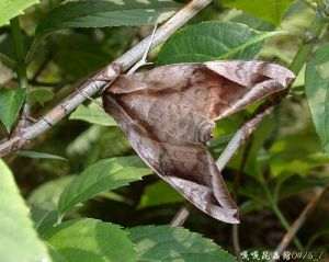 構月天蛾 構月天蛾