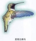 寬尾煌蜂鳥 寬尾煌蜂鳥