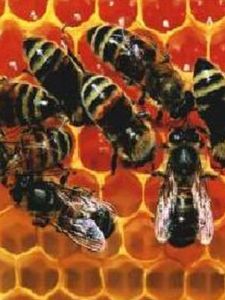 蜜蜂養殖