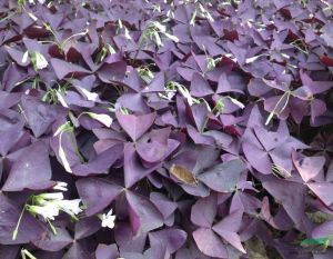 紫葉醡漿草