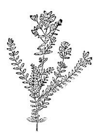 貫葉連翹 貫葉連翹