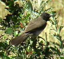 黑眼鵯衣索比亞亞種 黑眼鵯衣索比亞亞種