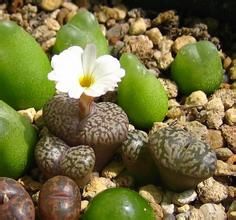 華山石頭花 華山石頭花