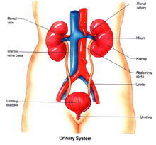 泌尿系統