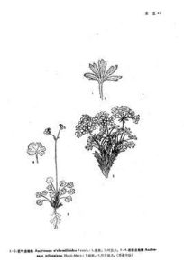 花葉點地梅 花葉點地梅