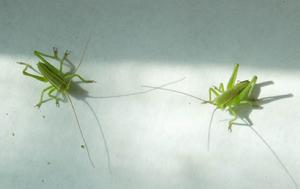 （圖）剛孵化出的小綠蟈蟈