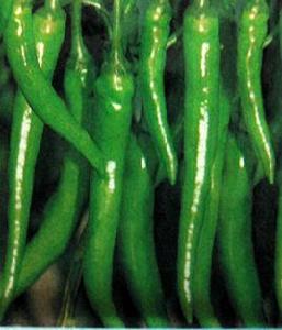 杭椒一號 杭椒一號