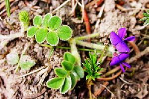 異葉米口袋 異葉米口袋