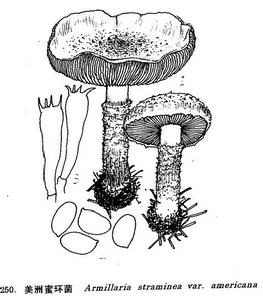 美洲蜜環菌 美洲蜜環菌