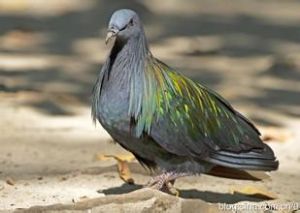 尼科巴鳩 尼科巴鳩