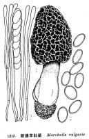 硬羊肚菌 硬羊肚菌