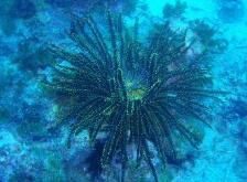 擬海蕾綱 擬海蕾綱