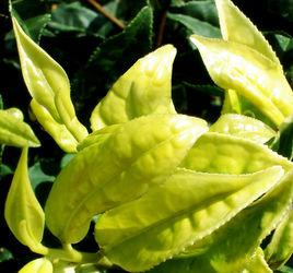 羊岩勾青 羊岩勾青