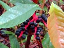 異色山檳榔 異色山檳榔