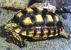 馬刺陸龜 馬刺陸龜