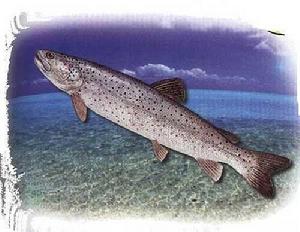 紐幾內亞鱸魚 紐幾內亞鱸魚