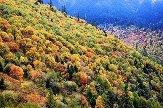 再等一個多月,西藏又要美哭全世界