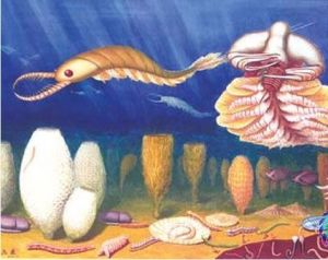 澄江動物群化石