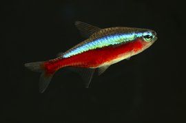 燈科魚