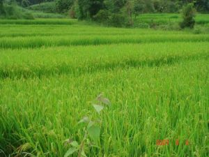 潞西市西山鄉營盤村民委員會芒良自然村  水田